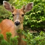 There is no animal in nature as peaceful and elegant as the deer.  Exposure: ISO 200, f/4, 1/250 sec., Canon 100mm f/2.8L IS Macro lens